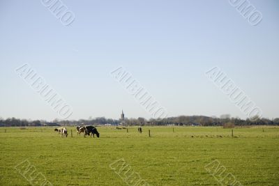 Dutch landscape
