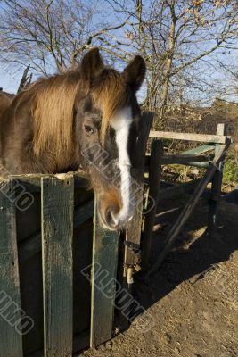 old horse