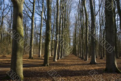 forest