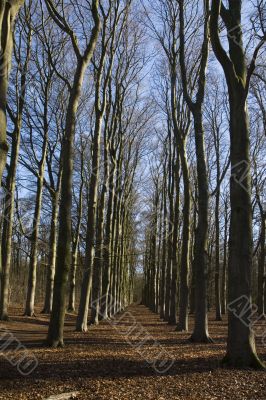 forest