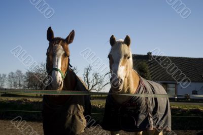 two horses