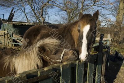 horses at the farm