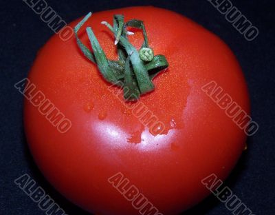 Tomato