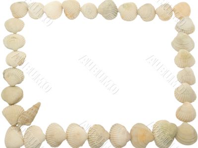 Photo a framework from sea shell