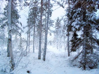 Poetic winter forest