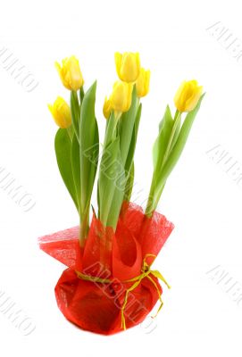 tulips