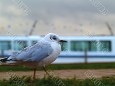 black headed gull