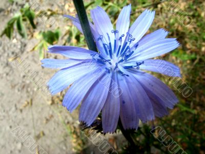 Chicory