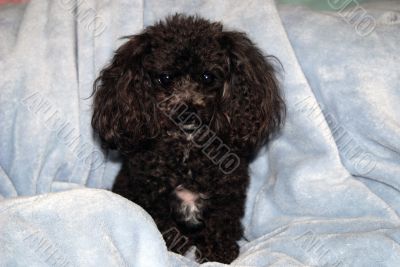 Miniature Poodle