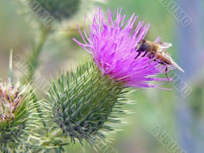 dronefly on thistle blossom