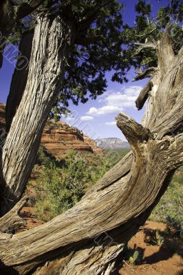 Gnarled tree in Sedona