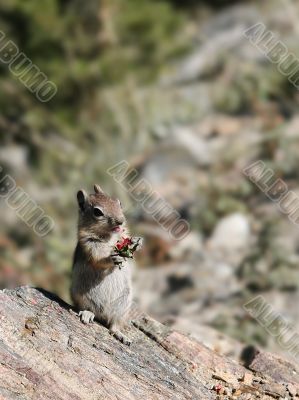 Close-up of Chipmunk chewing fruit