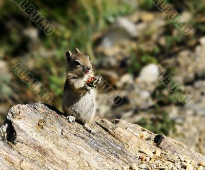 Chipmunk eating fruit