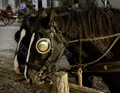 Pair of horses at rest