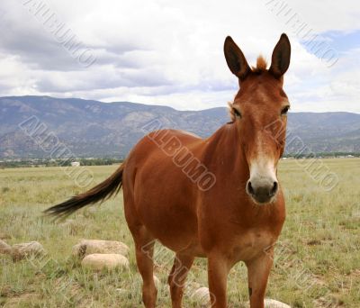 Colorado pony in pasture