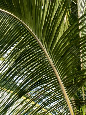 Overlapping Palm Tree Fronds