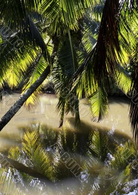 Overhanging palm