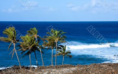 Palm trees with rough surf