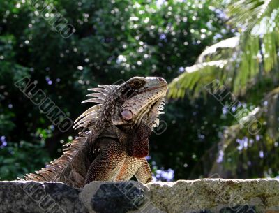 Lizard on stone wall