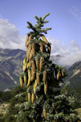 Fir cones glistening with ice