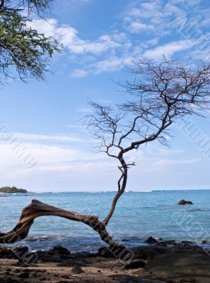 Gnarled Tree on Beach