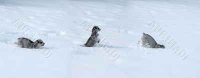 Tryptic of dog in snow