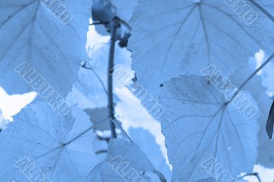 Beautiful background leave