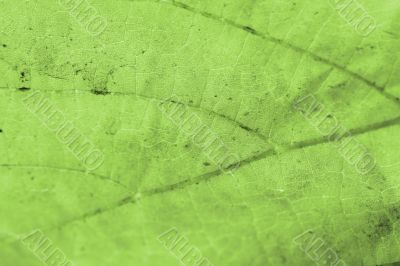 Beautiful background leave