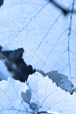 Beautiful background leave