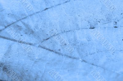 Beautiful background leave