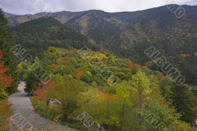 Bright paints of autumn.