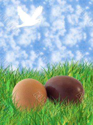 Eggs on the grass