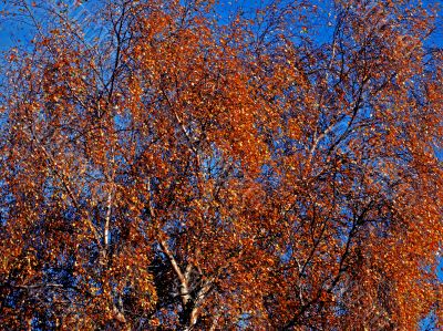 Autumn birch