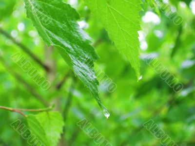 green leaves after rain