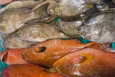 Fish