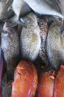 Rock Cod