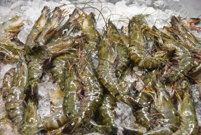 Shrimps