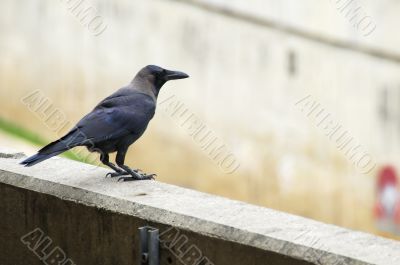 Crow