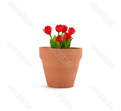 Small Tulips in Terracotta Flowerpot