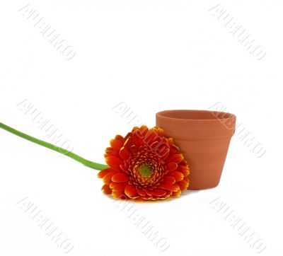 Orange Marigold and Terra Cotta Flowerpot