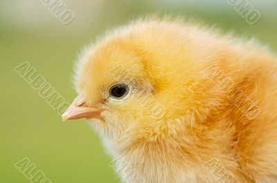 Small chicken
