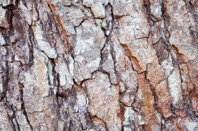 wood texture