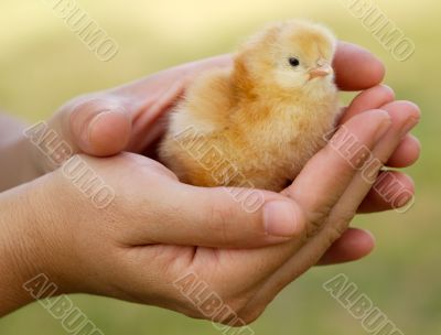 Small chicken