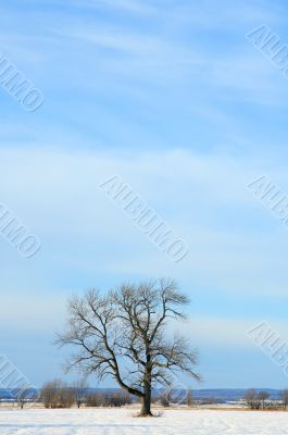 Lonely tree in a winter field