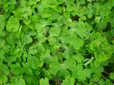 green leaves of Aquilegia vulgaris