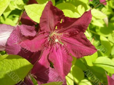 closeup of purple flower of clematis