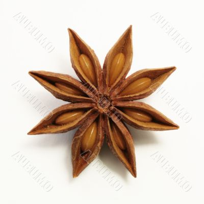 Anise star