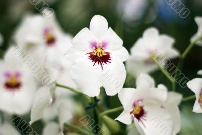 White orchids