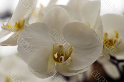 White orchids