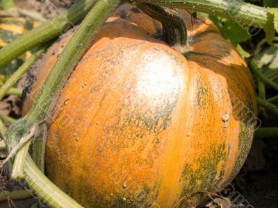 Pumpkin